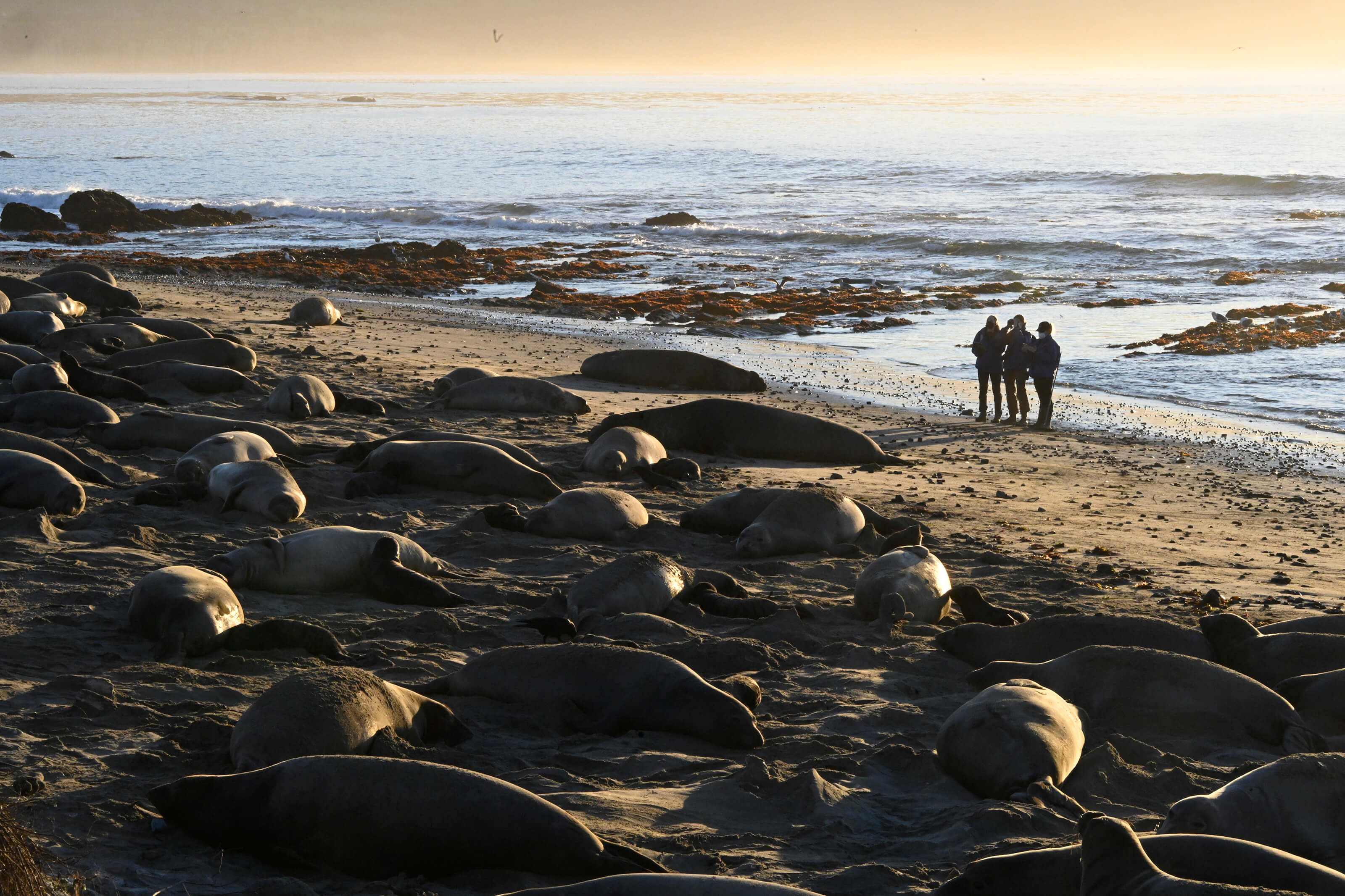 Elephant seal colony at Ano Nuevo State Reserve, California.