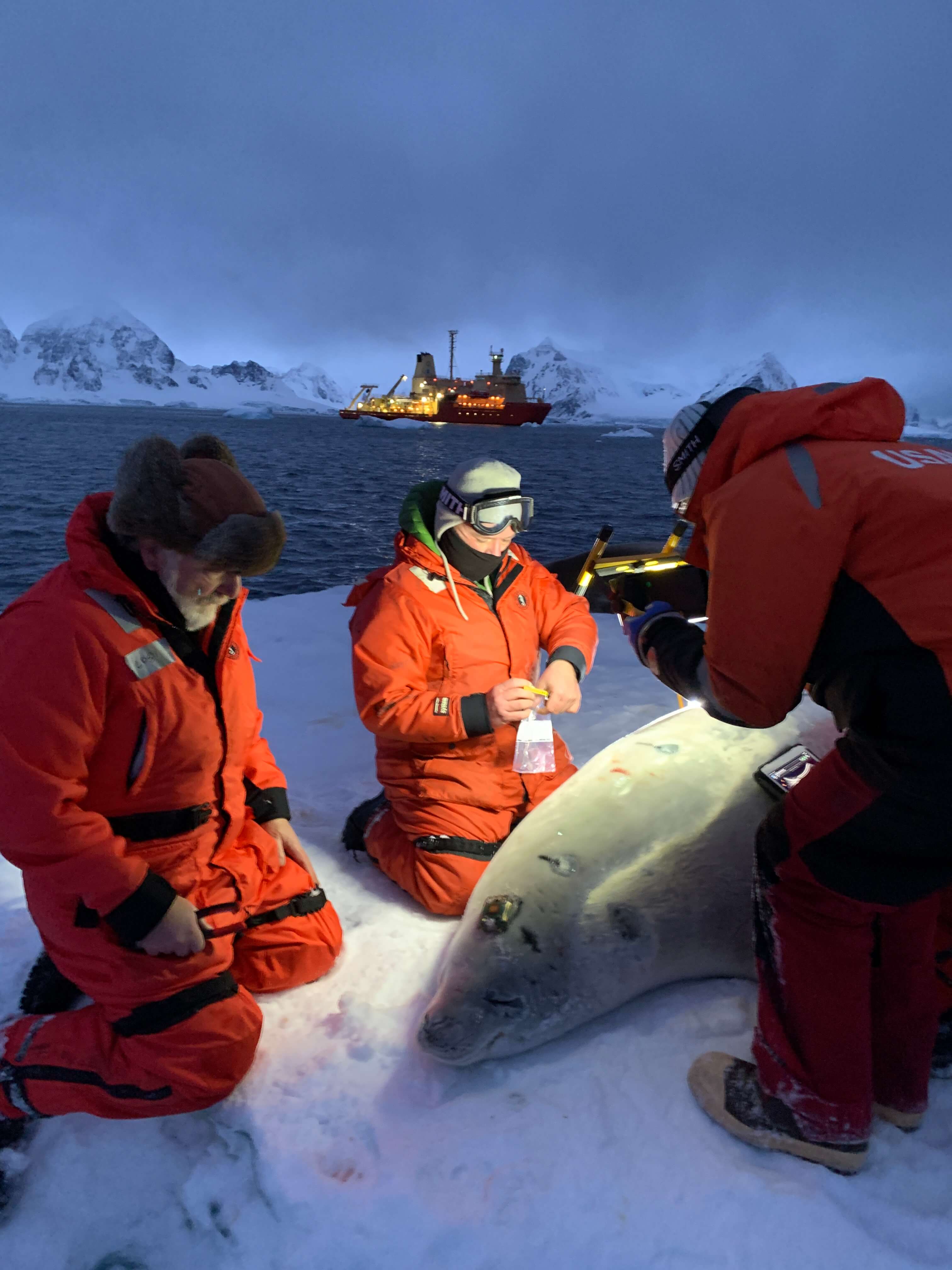 Dan Costa (left) and Luis Huckstadt (middle) tagging a crabeater seal. Study conducted under US NMFS permit 25770. Photo credit: Matt Cabell