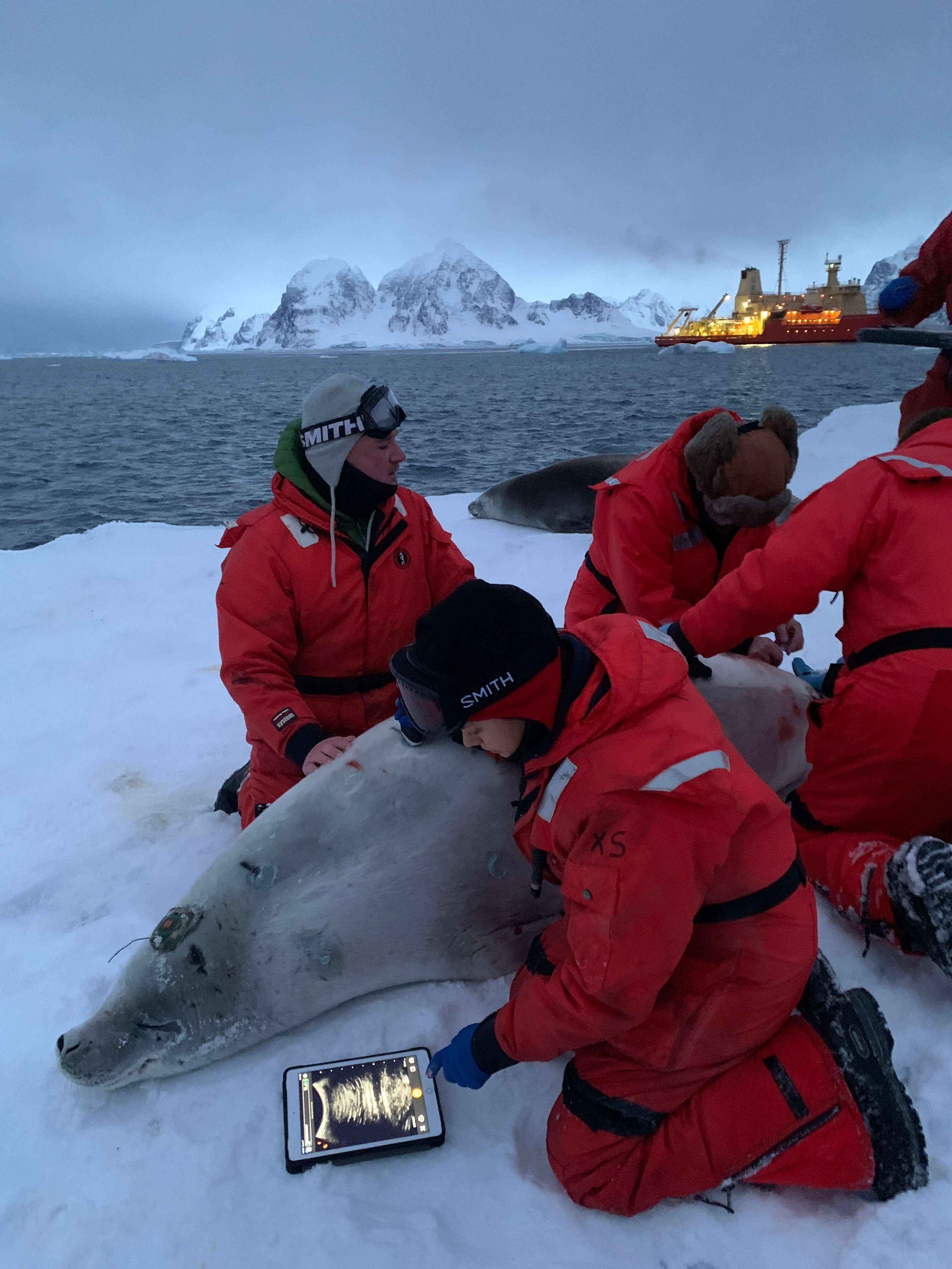UCSC PhD student Arina Favilla uses an ultrasound to measure blubber thickness while Luis Huckstadt is monitoring the breathing rate and heart rate of a sedated crabeater seal. Seal procedures conducted and photo taken under US NMFS permit 25770. Photo credit: Matt Cabell
