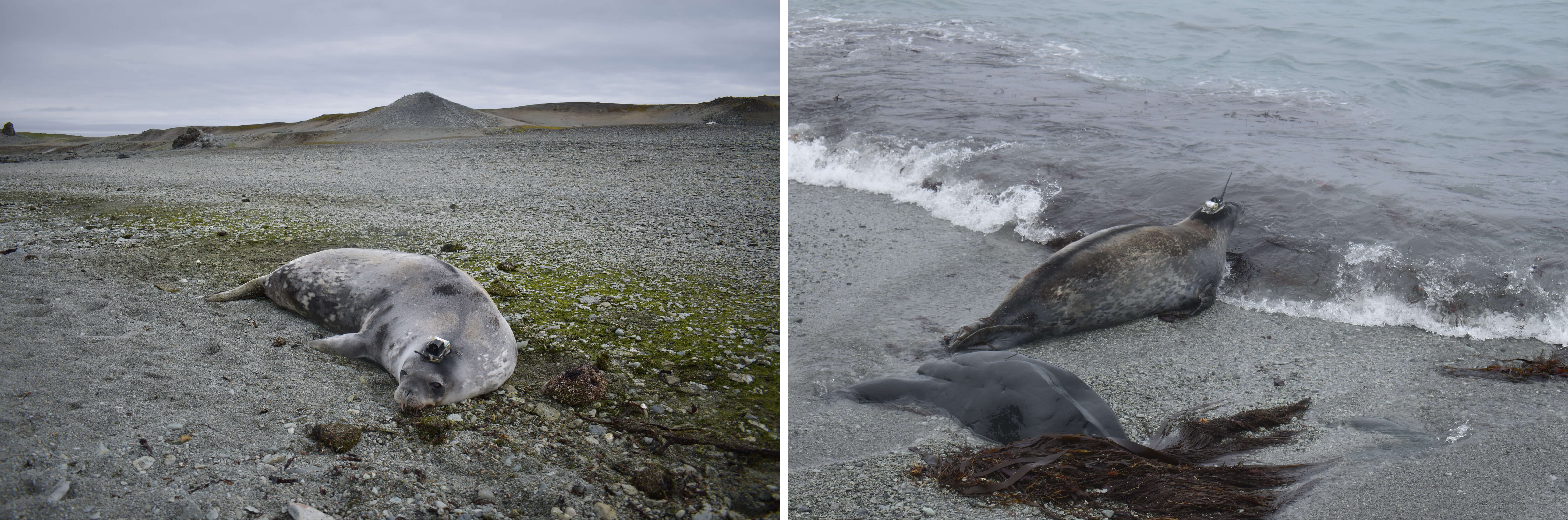 (Left) Example of a Weddell seal with a CTD tag attached to its head. (Right) Weddell seal returning to the ocean after its release. Photo credit: Luis Huckstadt